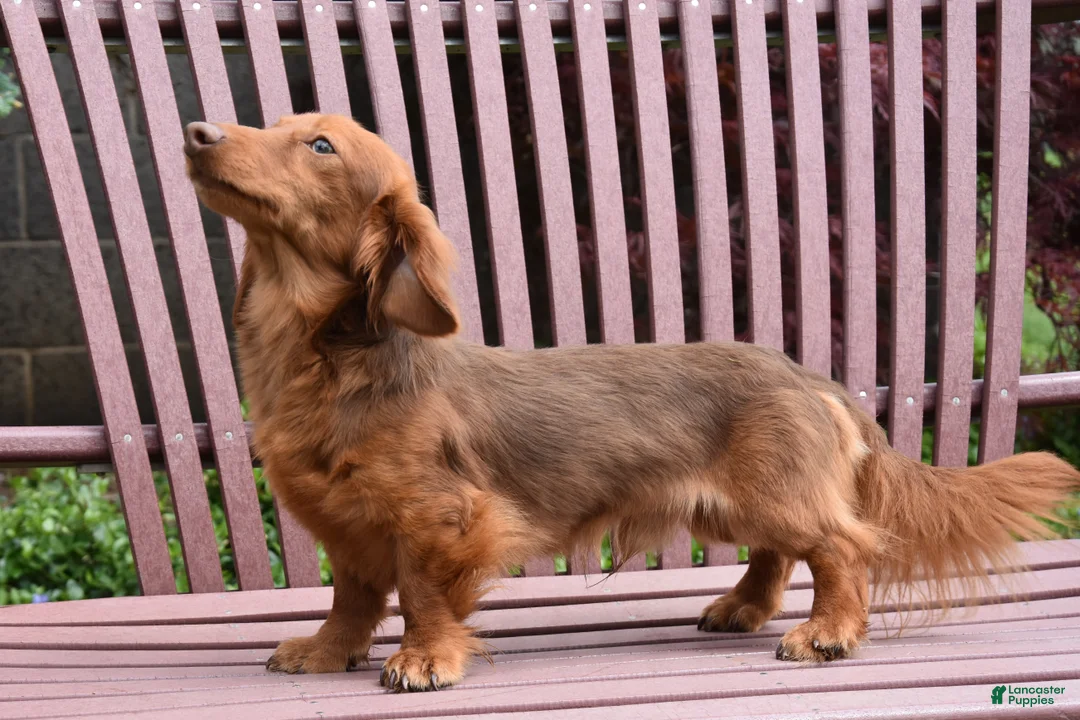 Miniature Dachshund dogs for sale: Bruno - Ad 5