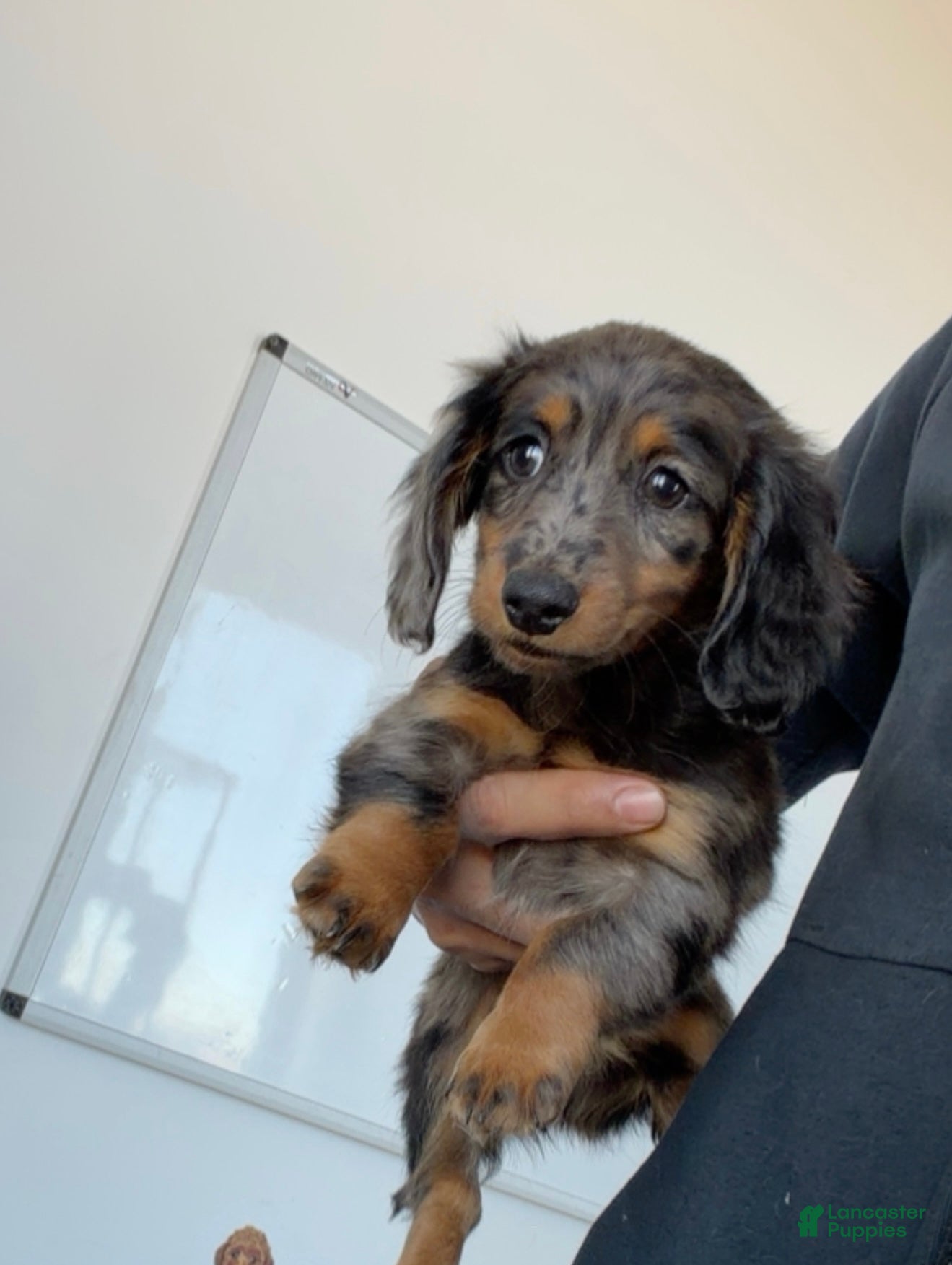 Miniature Dachshund dogs for sale: Mikko  - Ad 1