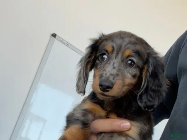 Miniature Dachshund dogs for sale: Mikko - Ad 1