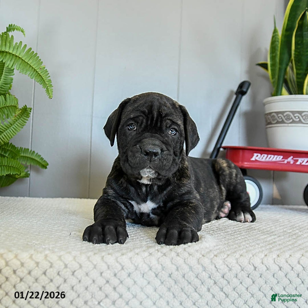 Cane Corso dogs for sale: Hank - Ad 5