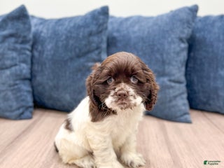 Cocker Spaniel dogs - Ad 17