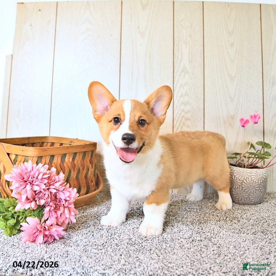Welsh Corgi Pembroke dogs Bruce - Ad 1