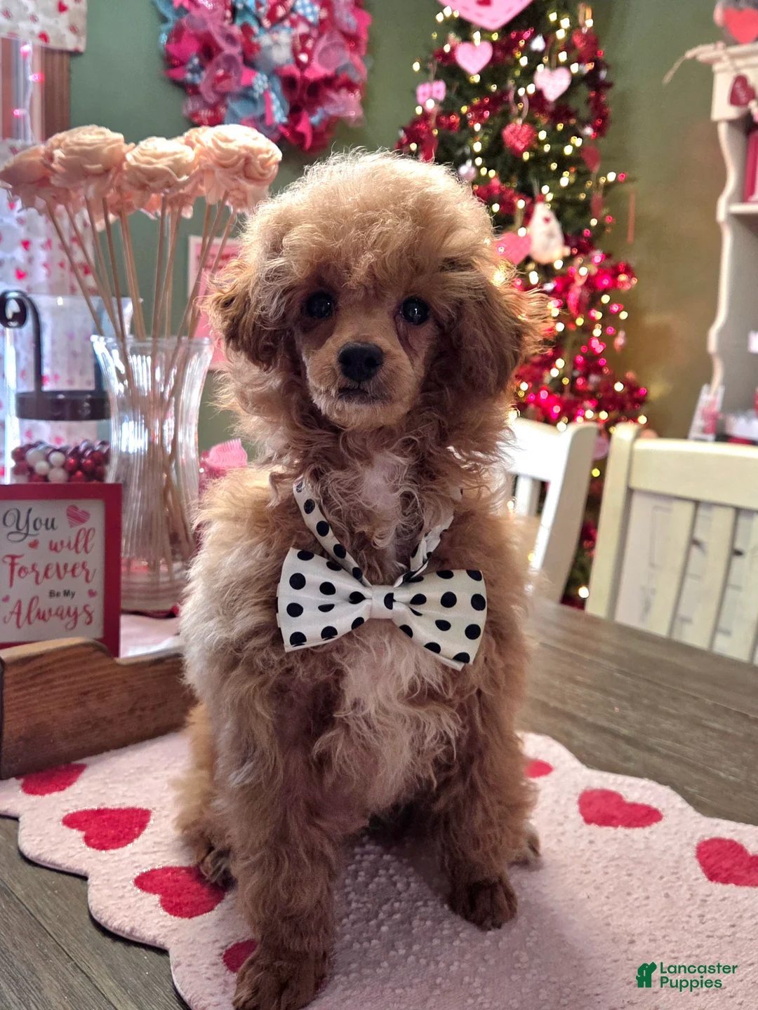 Toy Poodle dogs for sale: Tucker - Ad 1