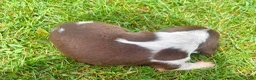 Beagle dogs for sale: Mr Blue - Ad 7