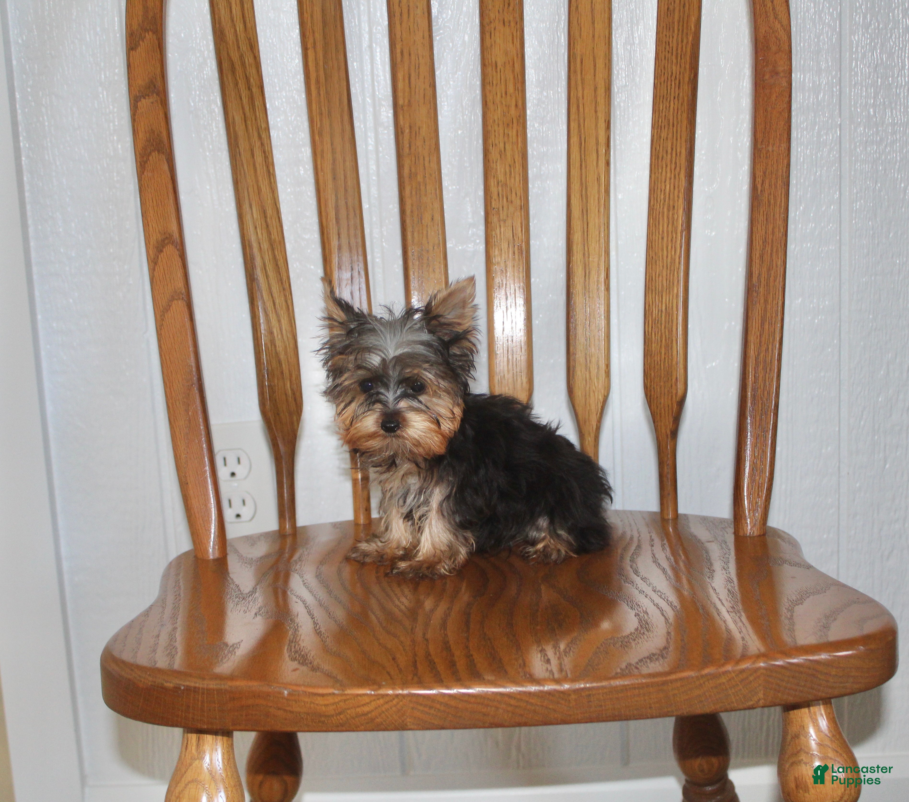 Yorkshire Terrier dogs for sale: Tiny - Ad 1