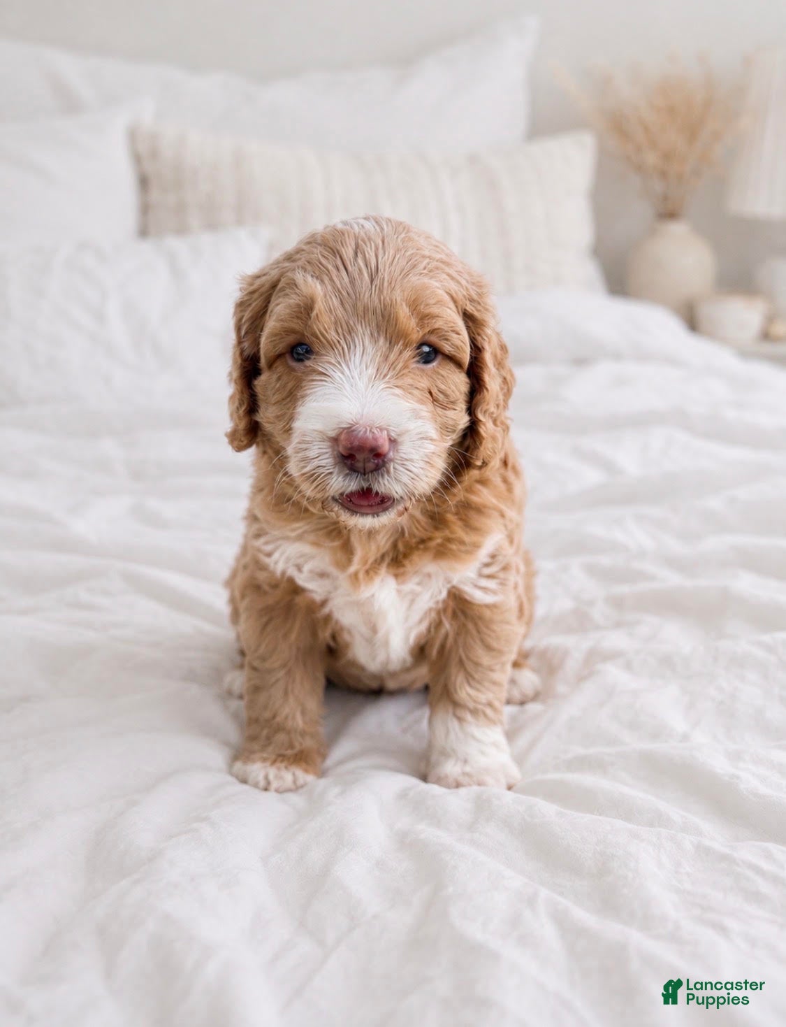 Goldendoodle dogs Rookie - Ad 10