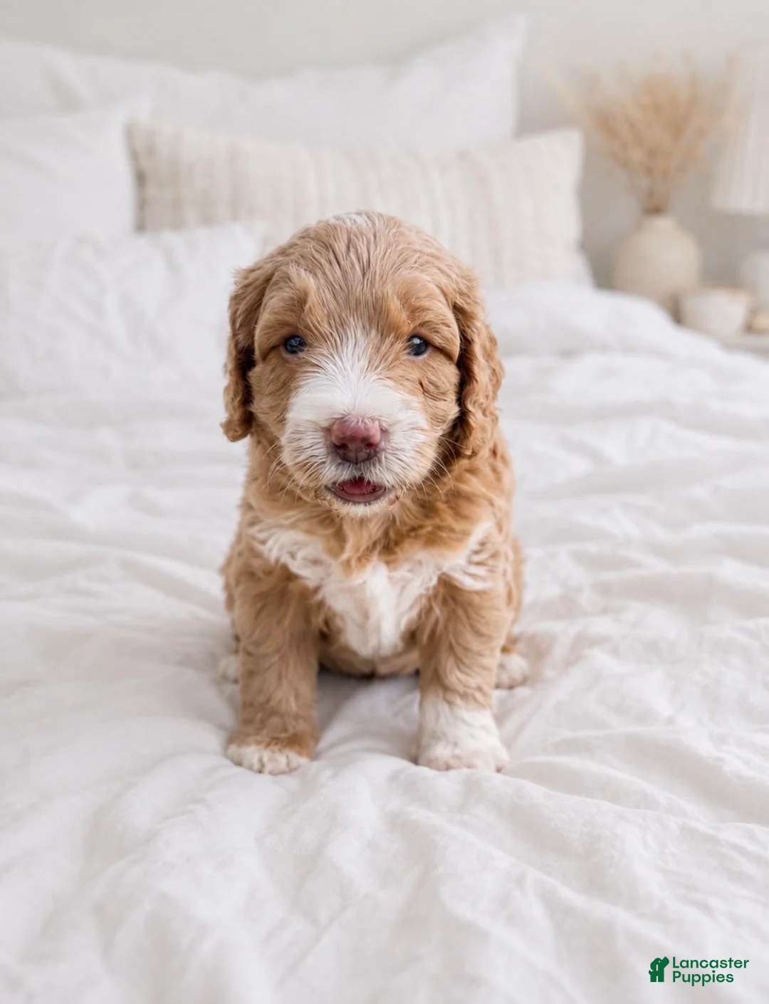 Goldendoodle dogs for sale: Rookie - Ad 1