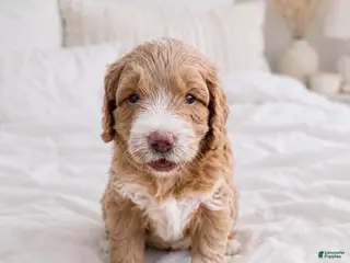 Goldendoodle dogs Rookie - Ad 10