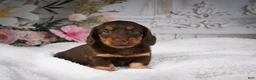 Miniature Dachshund dogs for sale: AKC-Jordan - Ad 7