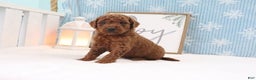 Mini Goldendoodle dogs for sale: MaJasmin - Ad 2