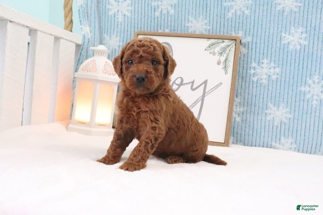Mini Goldendoodle dogs for sale: MaJasmin - Ad 2