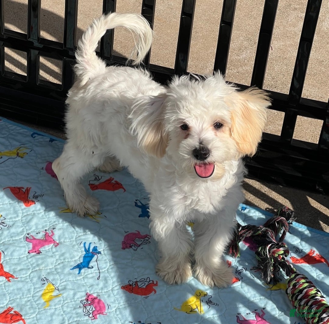 Maltipoo dogs for sale: Snowman - Ad 1