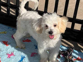 Maltipoo dogs Snowman - Ad 5