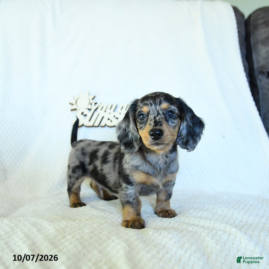 Miniature Dachshund dogs Caden  - Ad 2