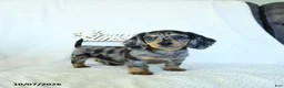 Miniature Dachshund dogs for sale: Caden  - Ad 2