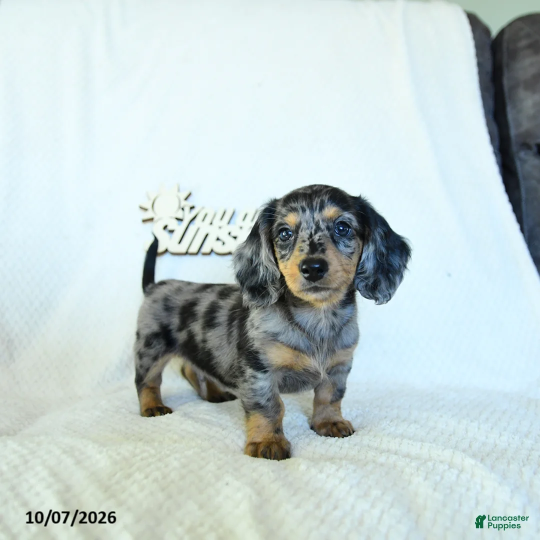 Miniature Dachshund dogs for sale: Caden  - Ad 2