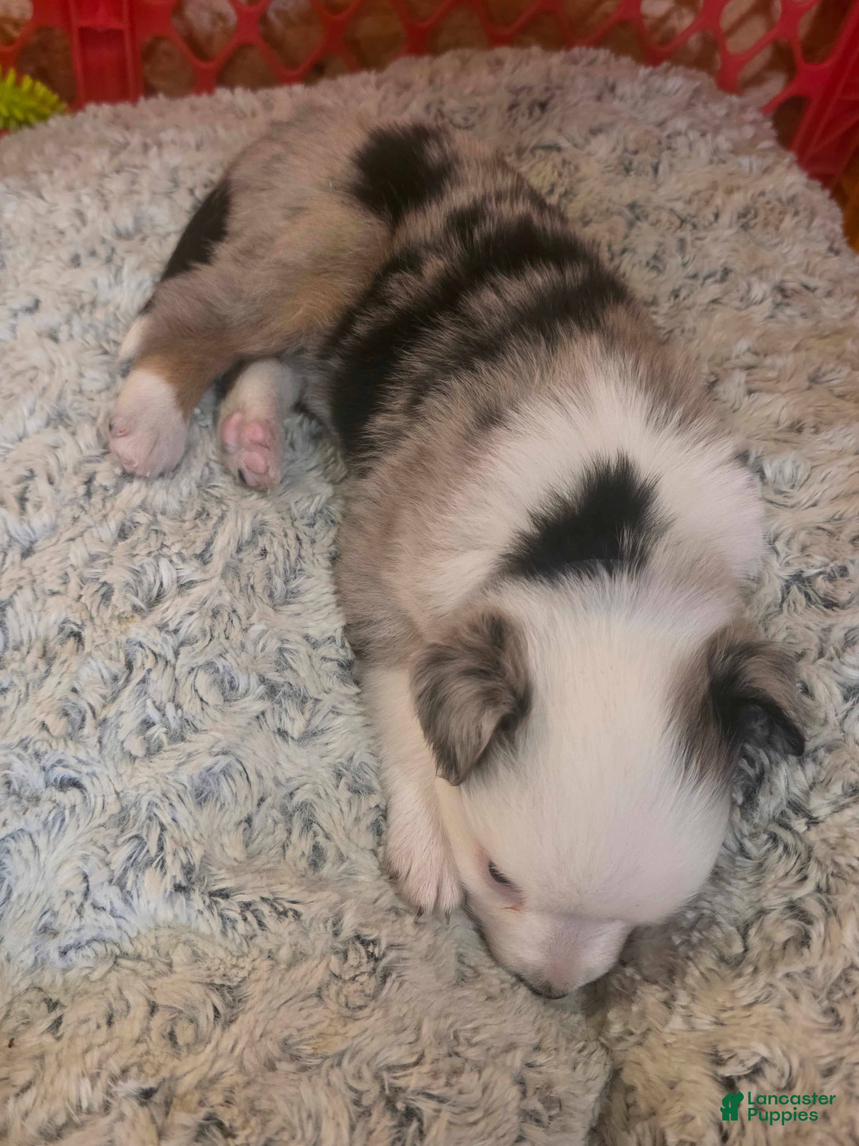 Australian Shepherd dogs Daisy  - Ad 2