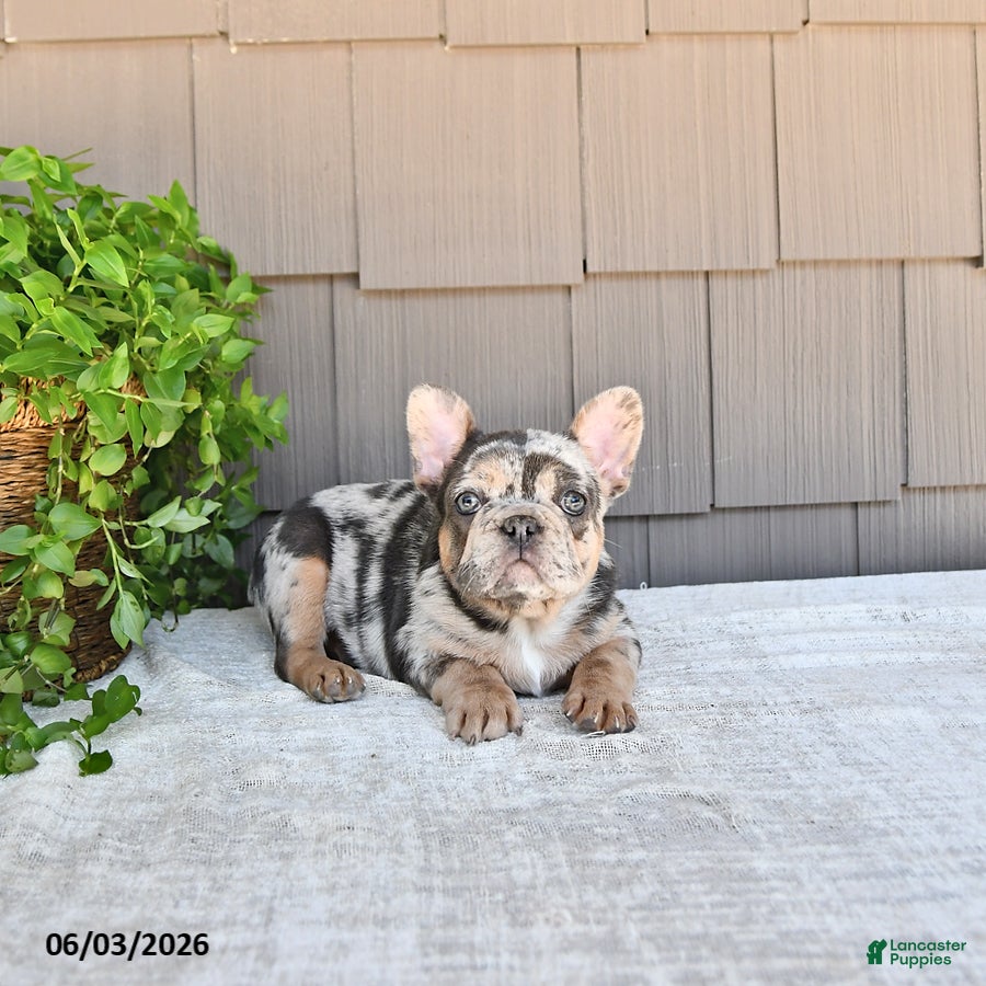 French Bulldog dogs for sale: Tilly - Ad 4