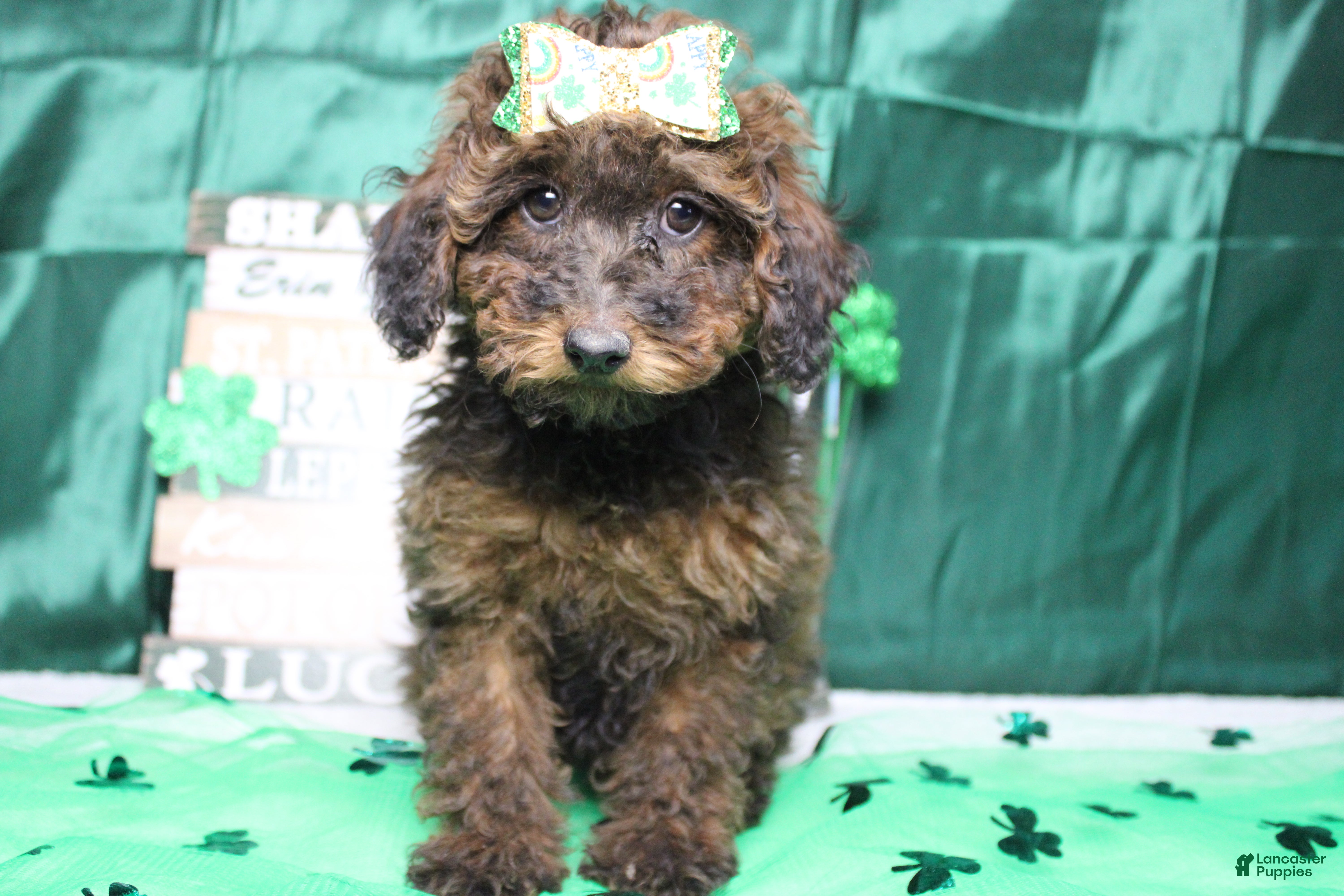 Toy Poodle dogs Sardonyx - Ad 24