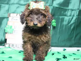 Toy Poodle dogs Sardonyx - Ad 24