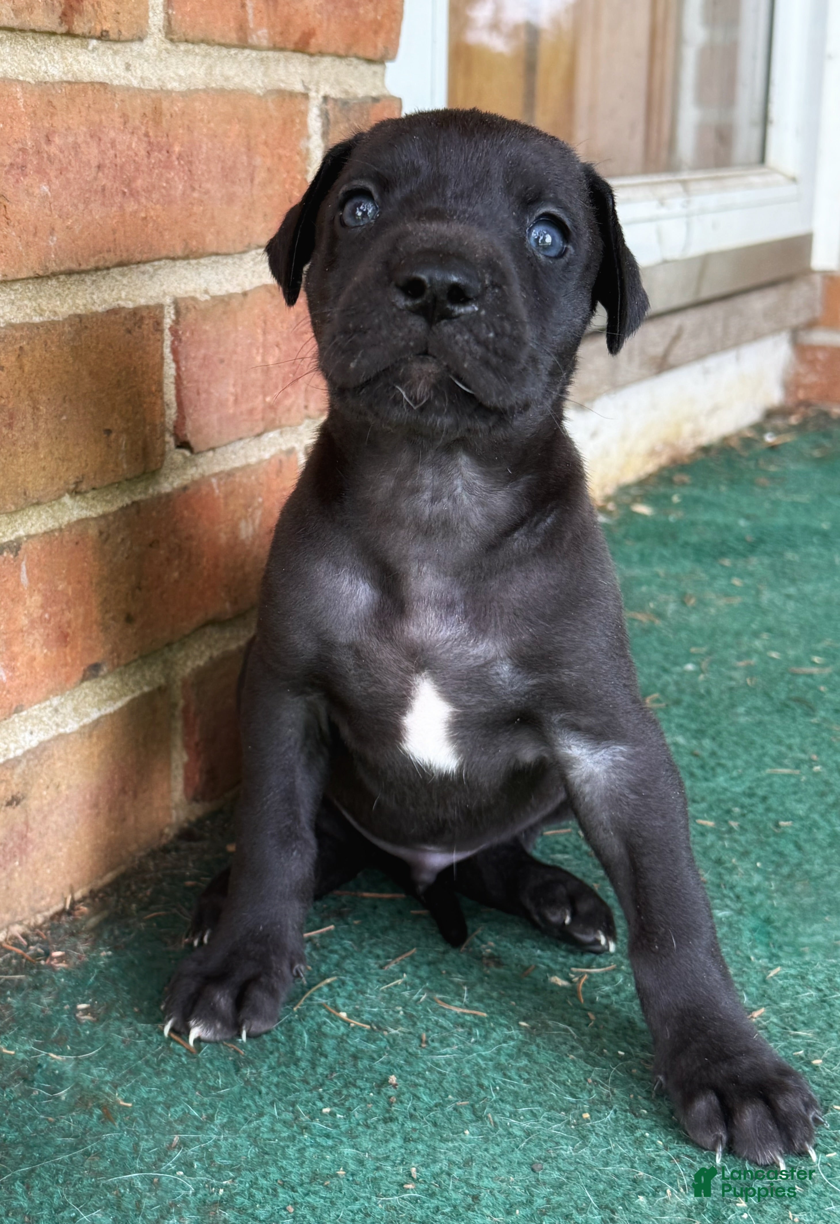 Great Dane dogs Male  - Ad 1