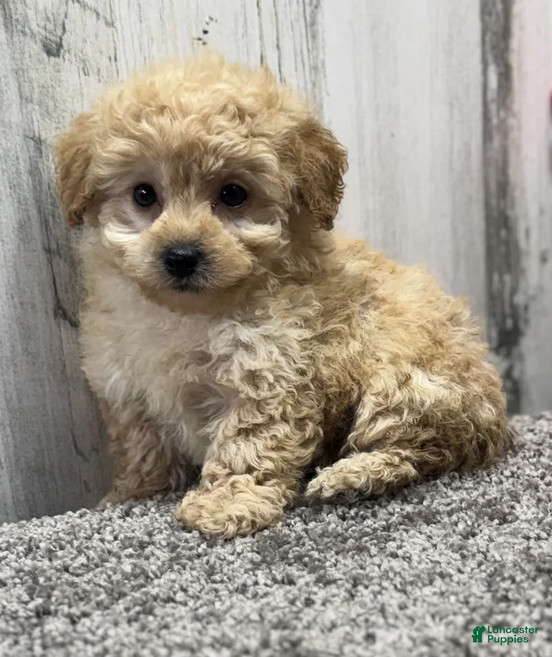 Miniature Poodle dogs for sale: Cookie - Ad 4