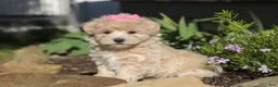 Maltipoo dogs for sale: Cinnamon - Ad 5