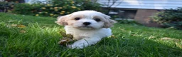 Cavachon dogs for sale: Cash - Ad 3
