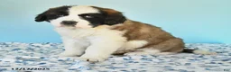 Saint Bernard dogs for sale: Clara - Ad 5