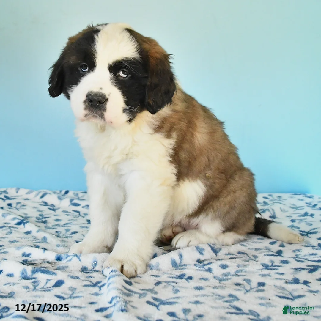 Saint Bernard dogs for sale: Clara - Ad 5