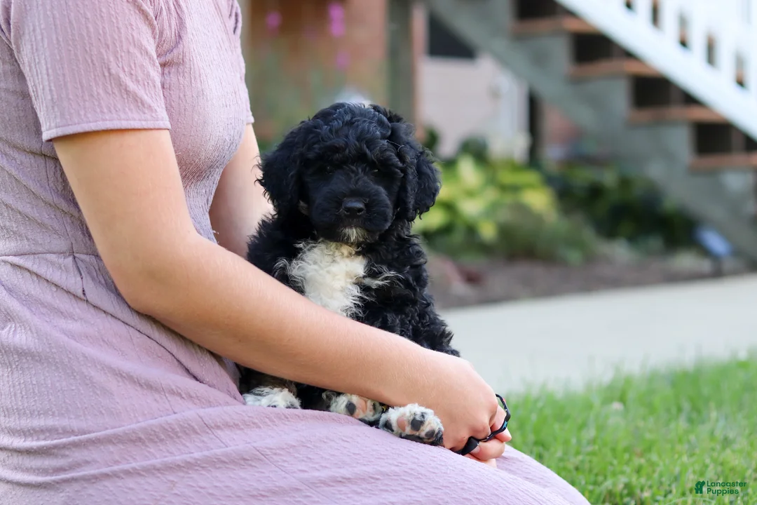 Bernedoodle dogs for sale: Denali - Ad 9