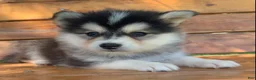 Alaskan Klee Kai dogs for sale: Happy Little Charlotte! - Ad 10