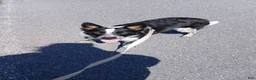 Mixed Breed dogs for sale: Harley - Ad 4