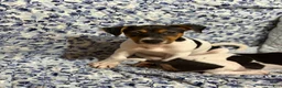Jack Russell Terrier dogs for sale: Jack Russell Terrier 1 - Ad 4