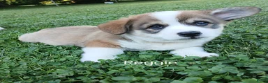 Reggie 