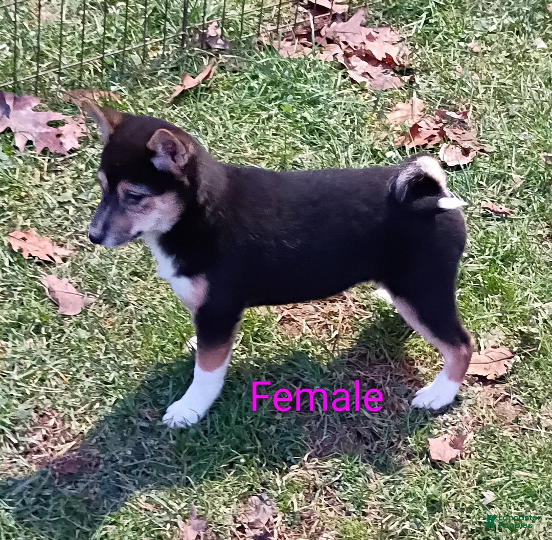 Shiba Inu dogs for sale: Holly  - Ad 2
