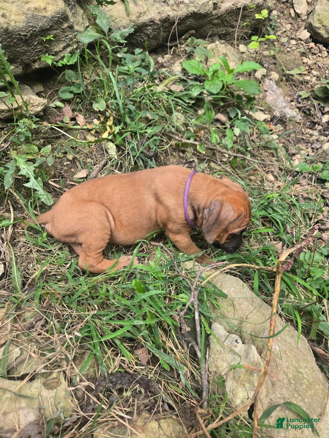 Cane Corso dogs for sale: Cane Corso 2 - Ad 2