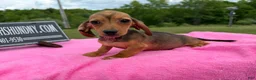Miniature Dachshund dogs for sale: Miniature Dachshund Puppy 3 - Ad 7