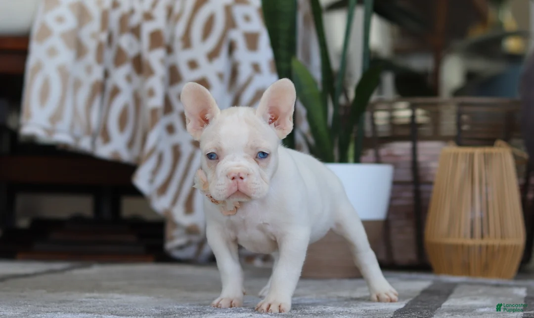 French Bulldog dogs for sale: Bree - Ad 3