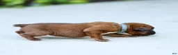 Boxer dogs for sale: Neva Boxer  - Ad 5
