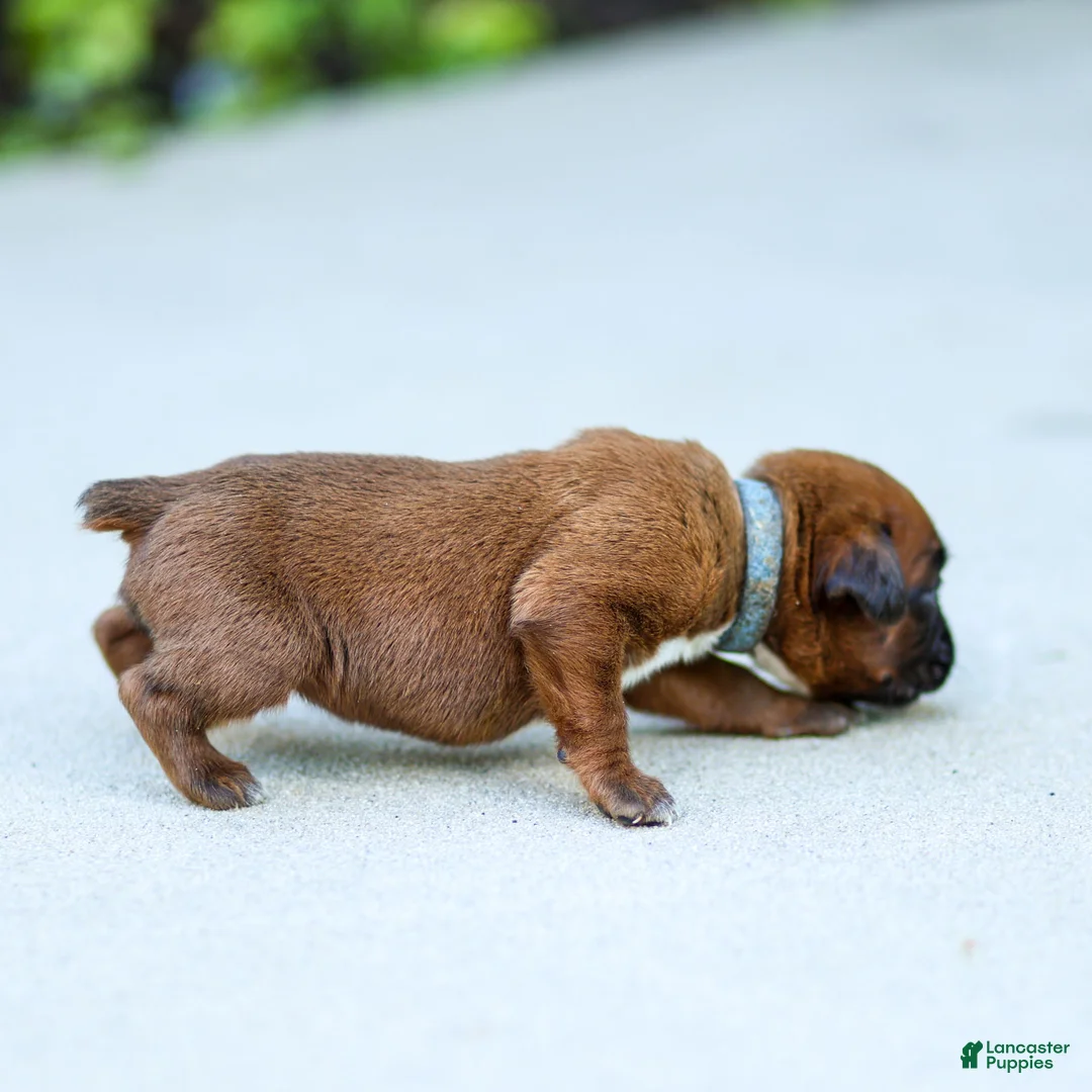 Boxer dogs for sale: Neva Boxer  - Ad 5