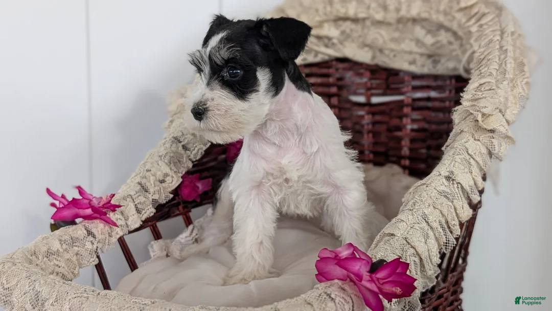 Miniature Schnauzer dogs for sale: Mya - Ad 8