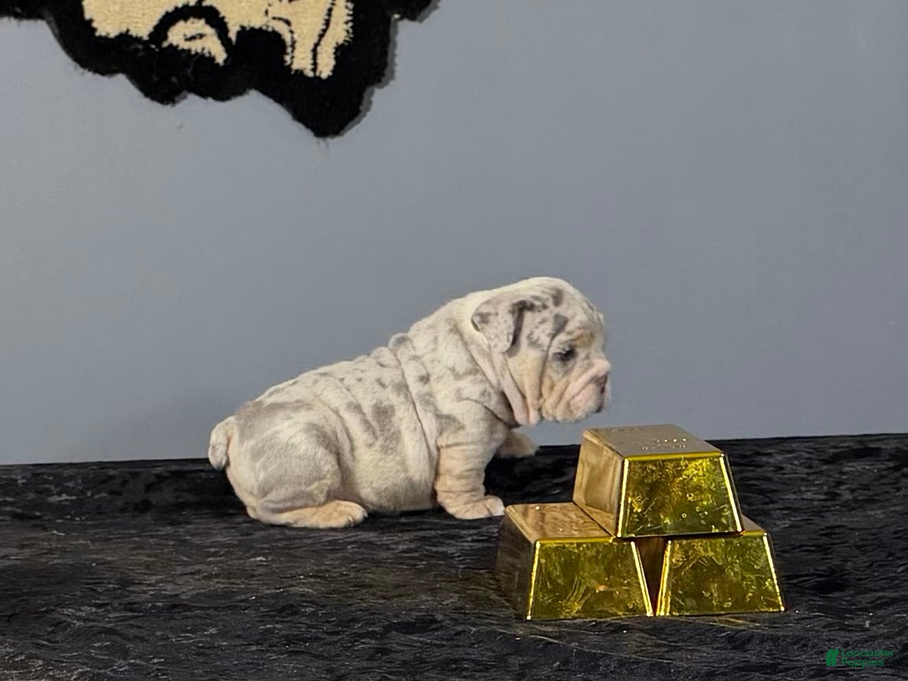 English Bulldog dogs English Bulldog 3 - Ad 2