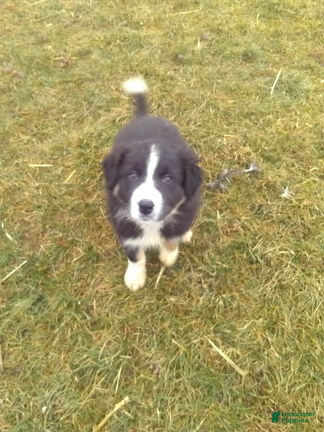 Border Collie dogs Chunky - Ad 1