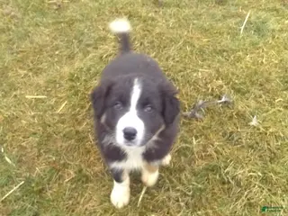 Border Collie dogs for sale: Chunky - Ad 1