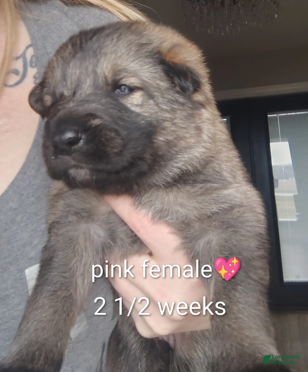 German Shepherd dogs for sale: Lilly - Ad 2