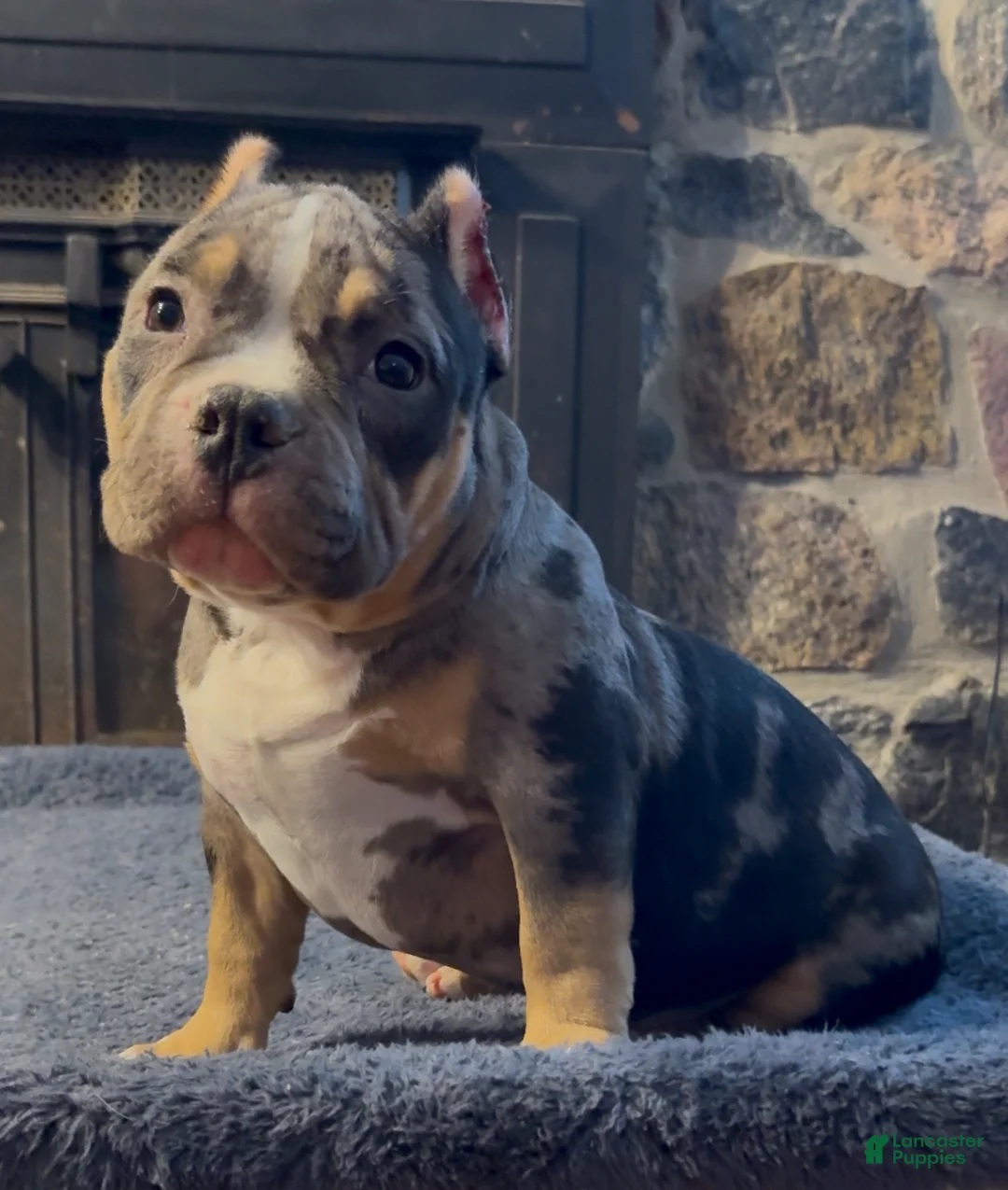 American Bully dogs for sale: American Bully Puppy 1 - Ad 1