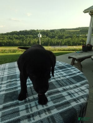Labrador Retriever dogs Rory - Ad 2