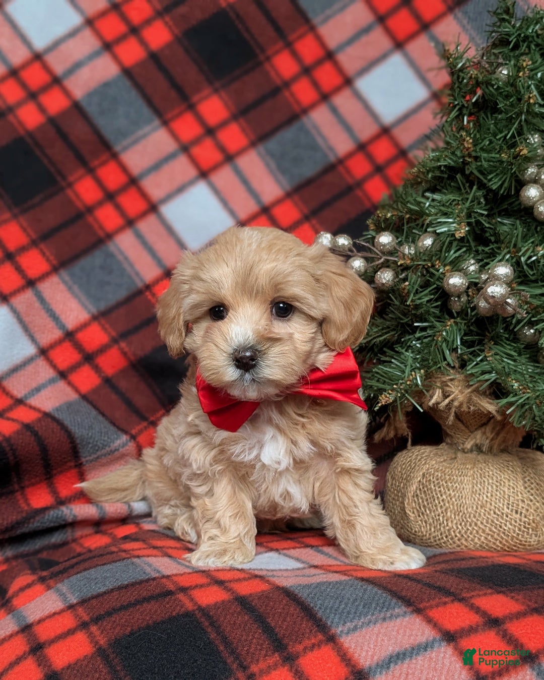 Maltipoo dogs for sale: Zaden 8 lbs Full Grown - Ad 3