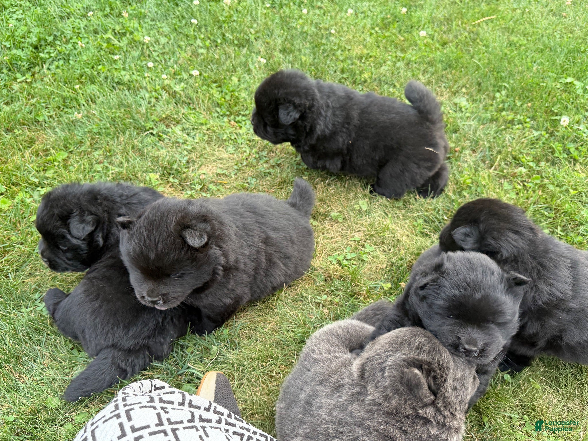 Chow Chow dogs Irvin - Ad 4
